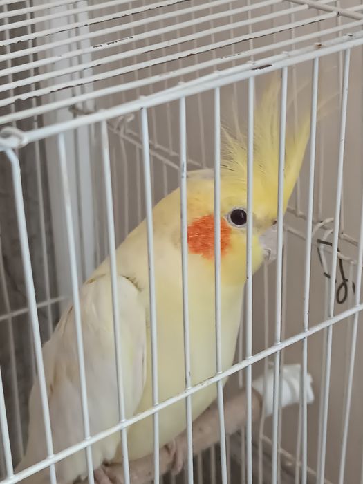 Продам карелла девочка 1.5 года