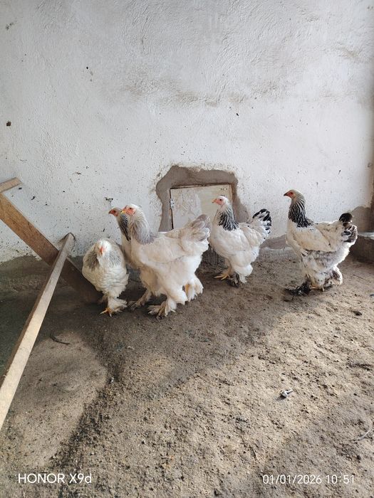 Продам Брамы Разные.