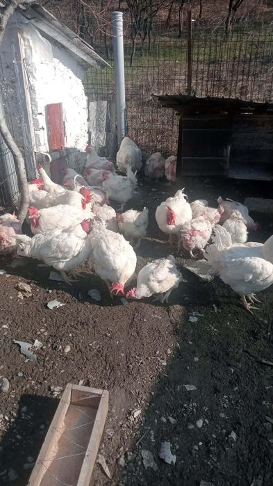 Vând gâște si gaini