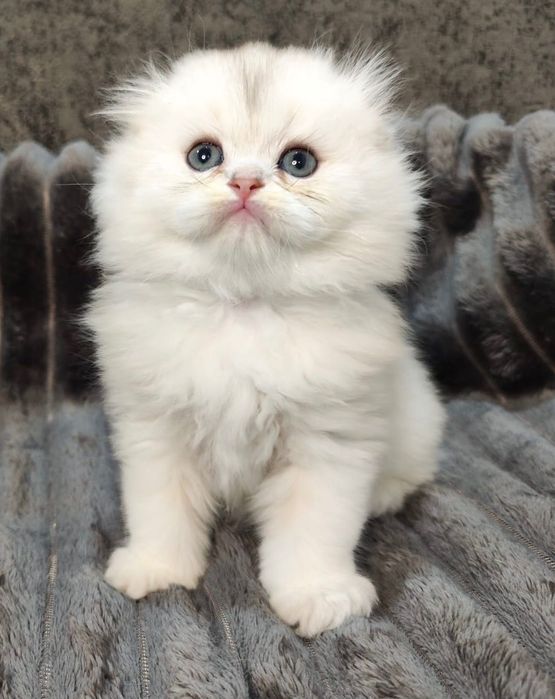 Pisoi Scottish Straight chinchilla