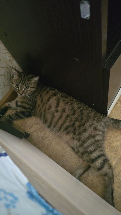 Отдам кошку в хорошие руки