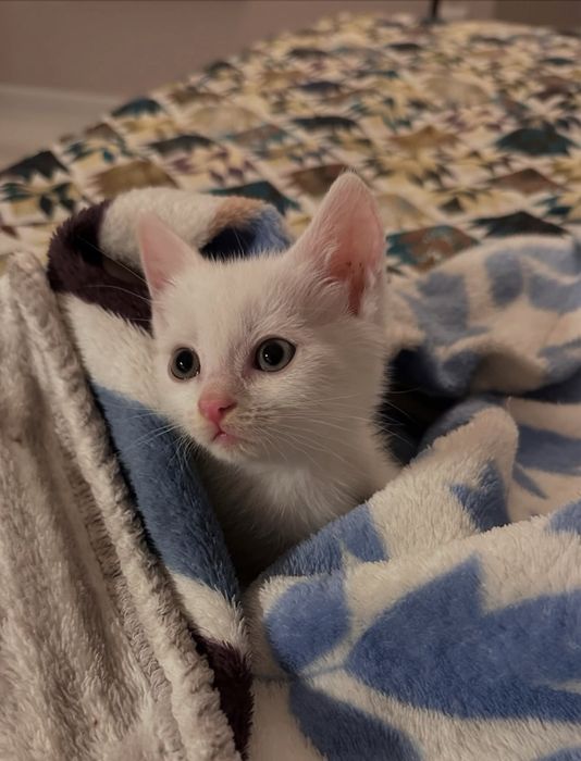 Белый котенок, месяц