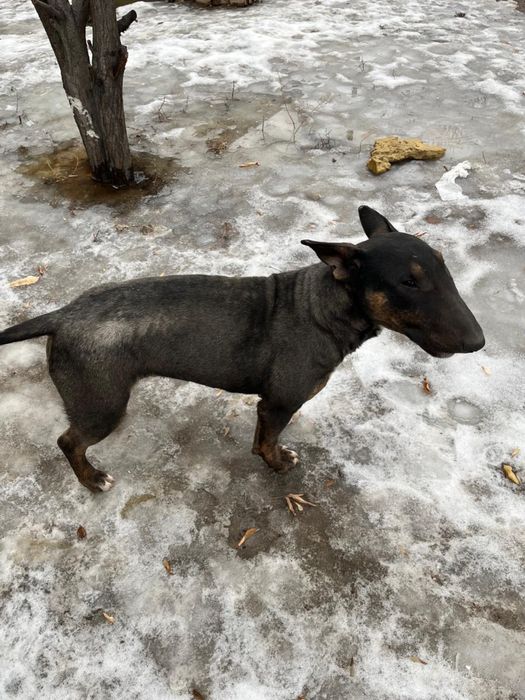 Красивый бультерьер, отличный характер