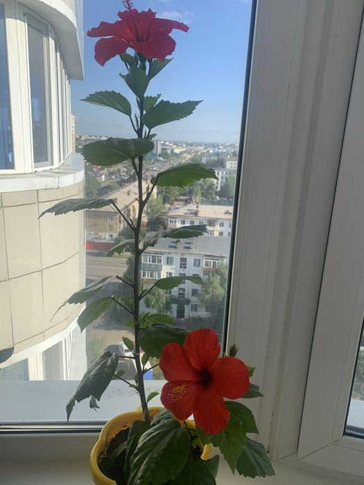 Комнатная растение