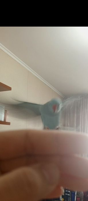 Ручной ожереловый мальчик