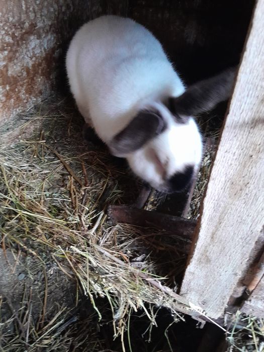 Vând iepurași tineret