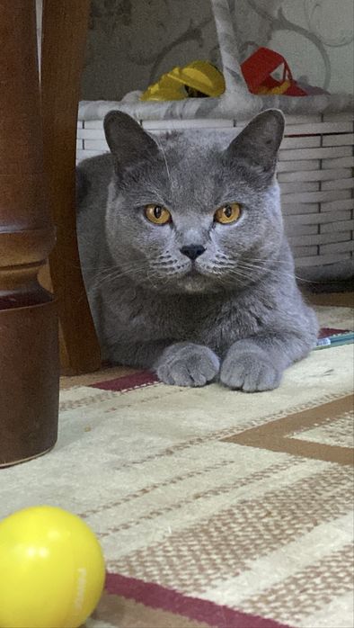 Срочно продается кошка