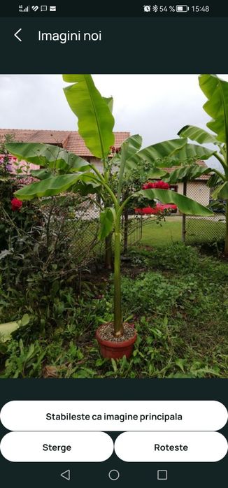 Bananier musa basjoo