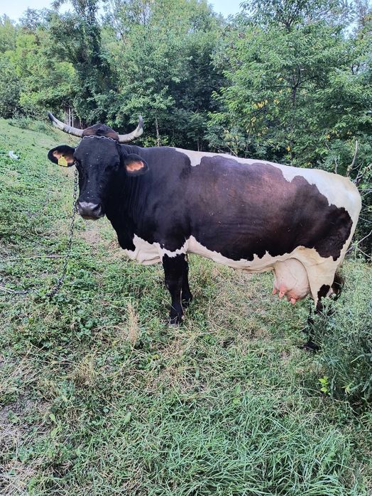 Anunț vânzare vaca