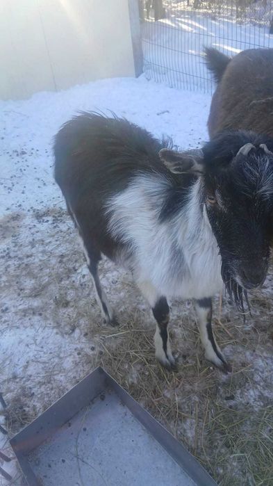 Козел альпийский на развод