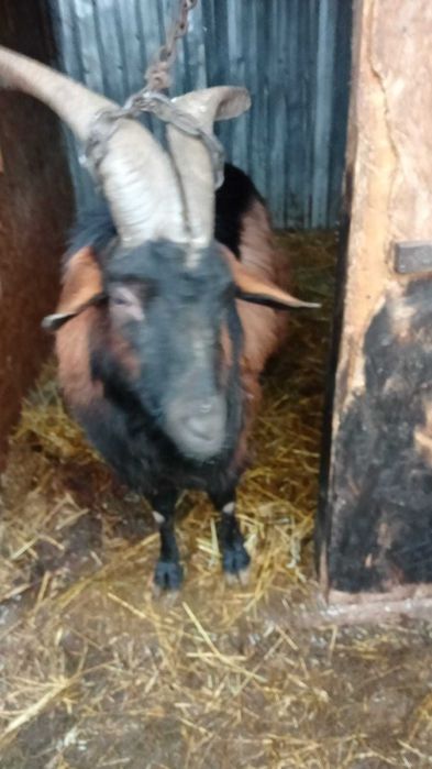 Vând țap alpin francez