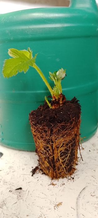 Рассада клубники сортовой