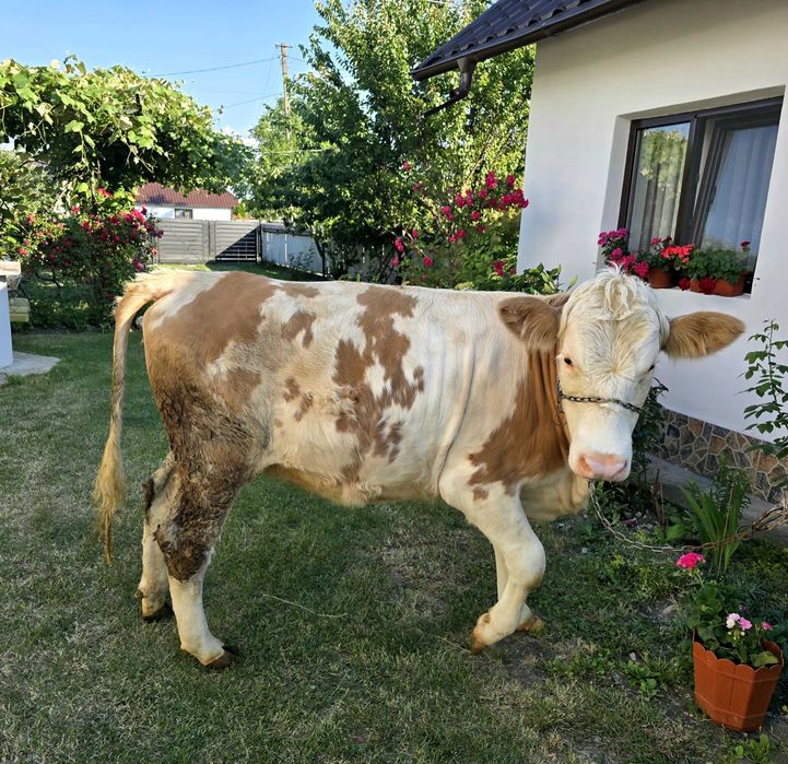 Animal de vanzare