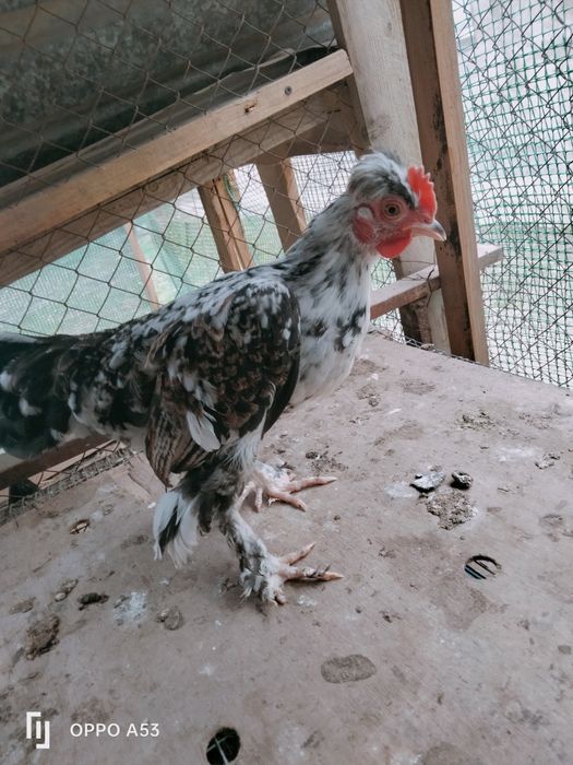 Карлик Петух бентамка