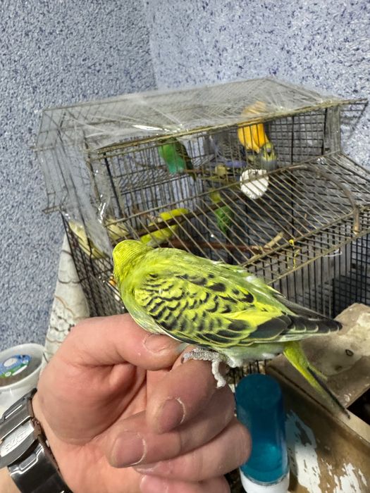 Попугай волнистый