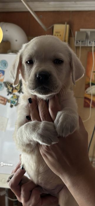 Femela labrador