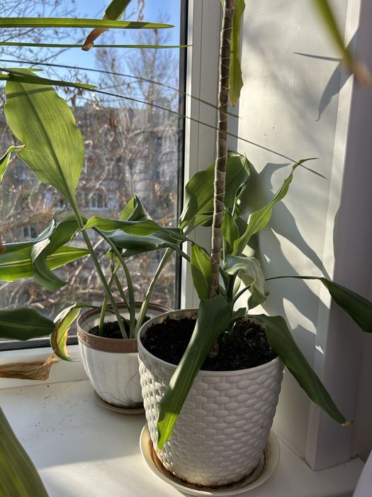 Продам цветы в гошках