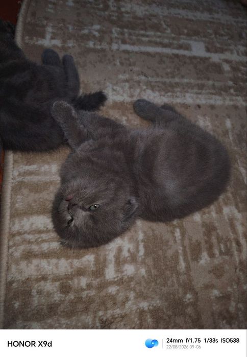 Сотилади британский фолд