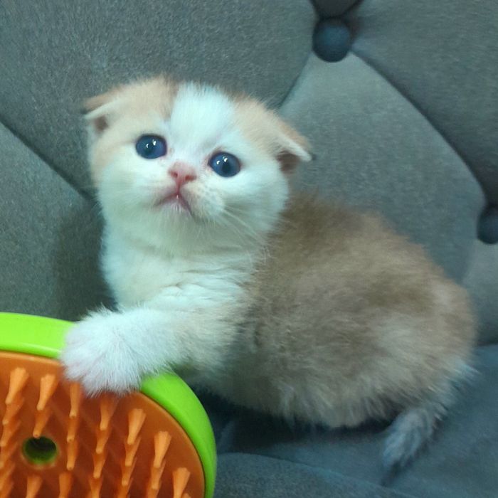 Продаётся шикарный котёнок, шиншилла..