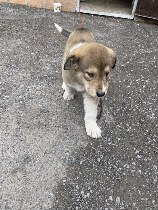 Алабай собака чистокровная