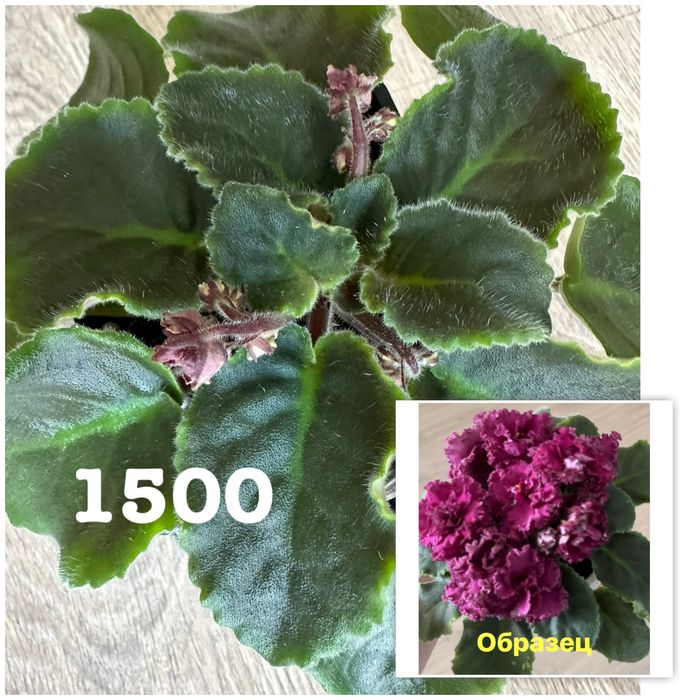 Фиалка ав-тайное желание