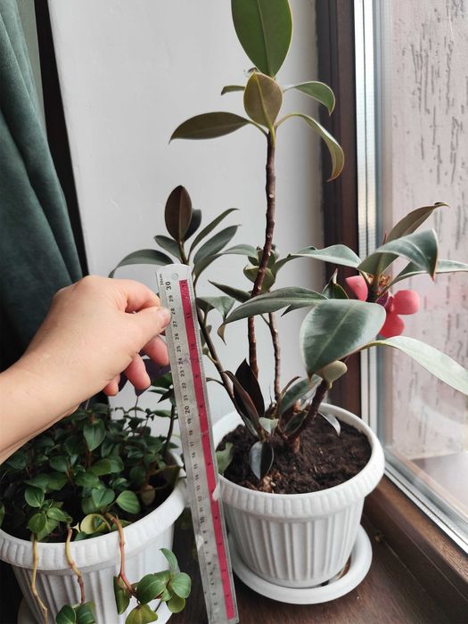 Есть разные цветы от 2000