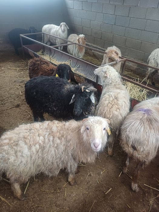 Ири багатын койлар сатылады