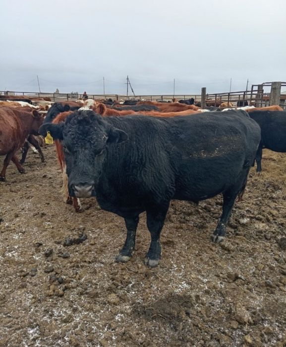 Мал табуга комек берем,кора бар