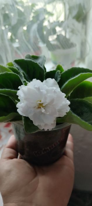 Продам фиалки ...