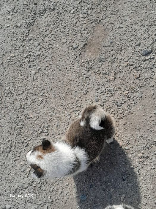 Продам шенков лаек