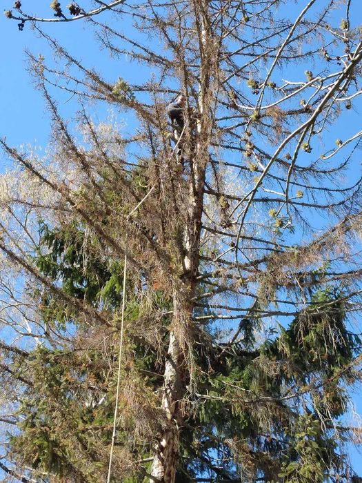 Рязане на опасни дървета и почистване на дворове