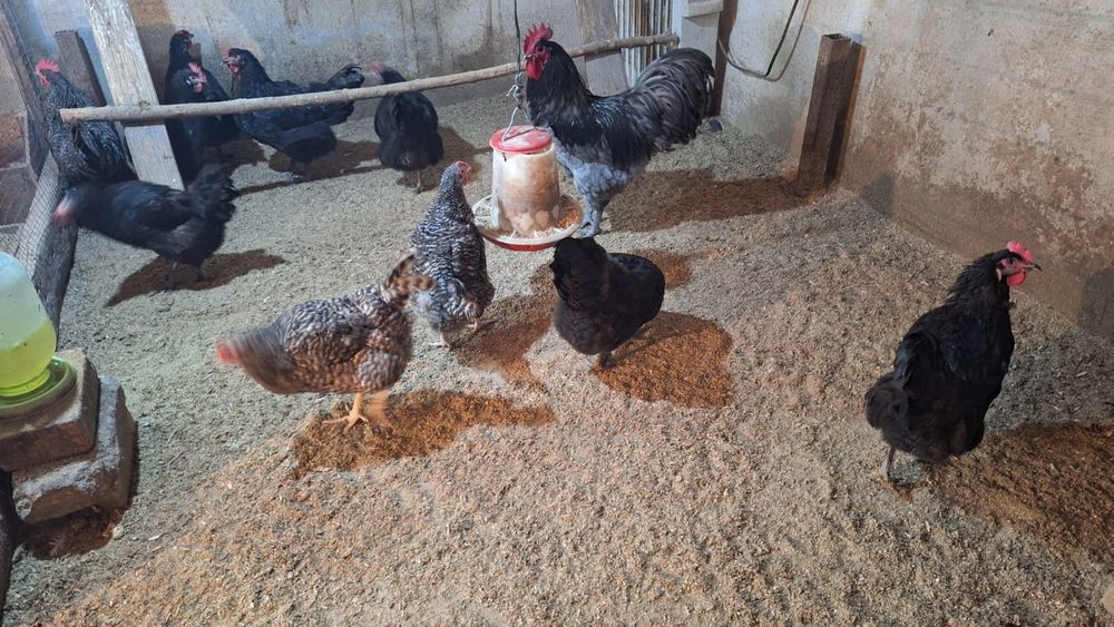 Продается домашние куры