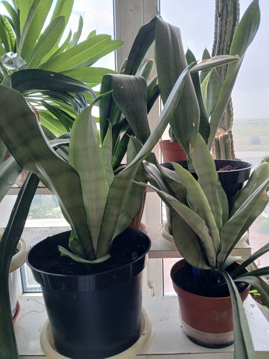 Продам сансеверия