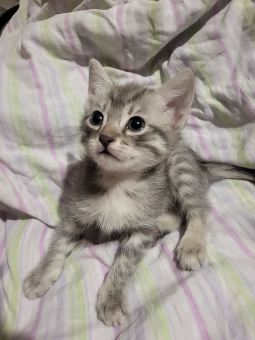 Отдам котят девочек