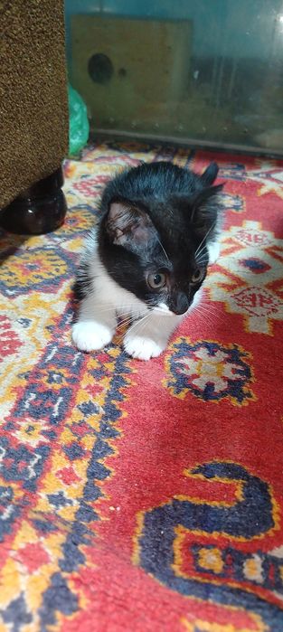 Продаётся котёнок девочка