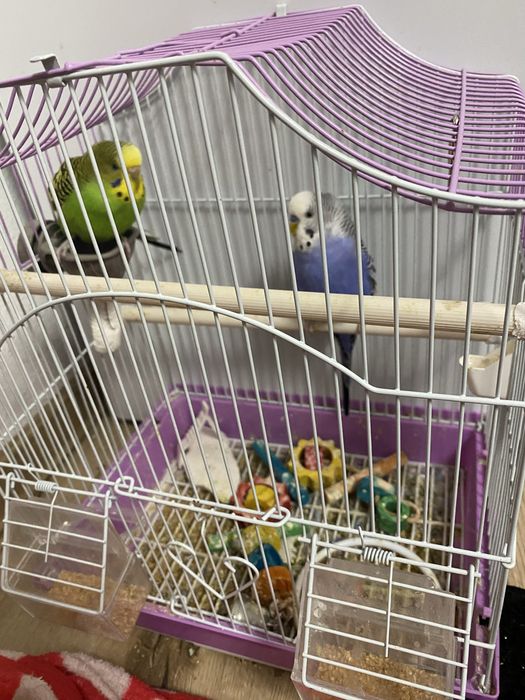 Pereche papagali+colivie !