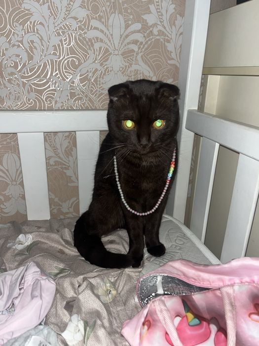 Отдам кота в добрые руки