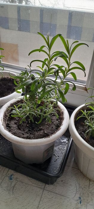 Розмарин пищевой .