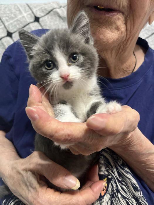 Отдам котенка в добрые руки