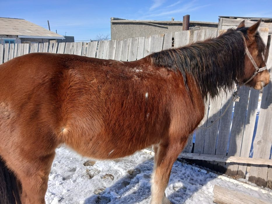 Жылқы сатылады (Арба шанада жүреді)