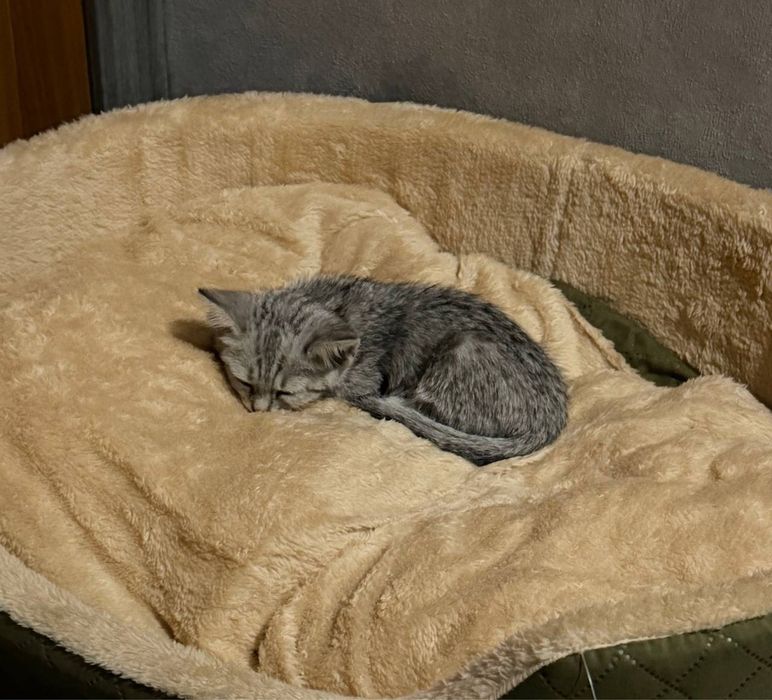 Отдам котенка в добрые руки