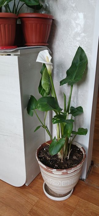 Комнатные растения от 2500