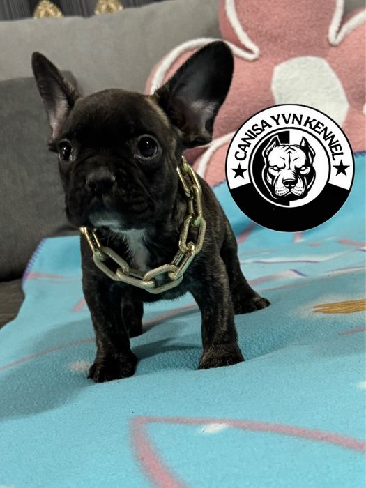 Mascul buldog francez