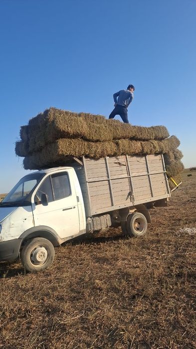 Жоңышқа 2000тг. Жап-жасыл.