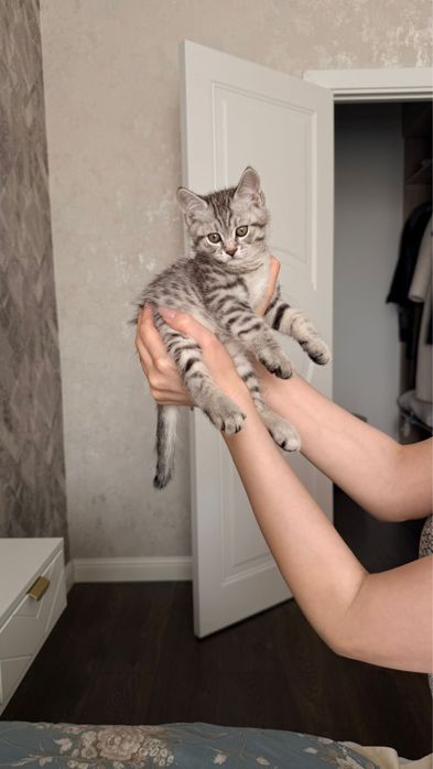 Продаю котят 2 месяца