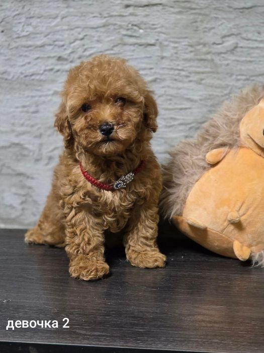 Продаются щенки Пуделя