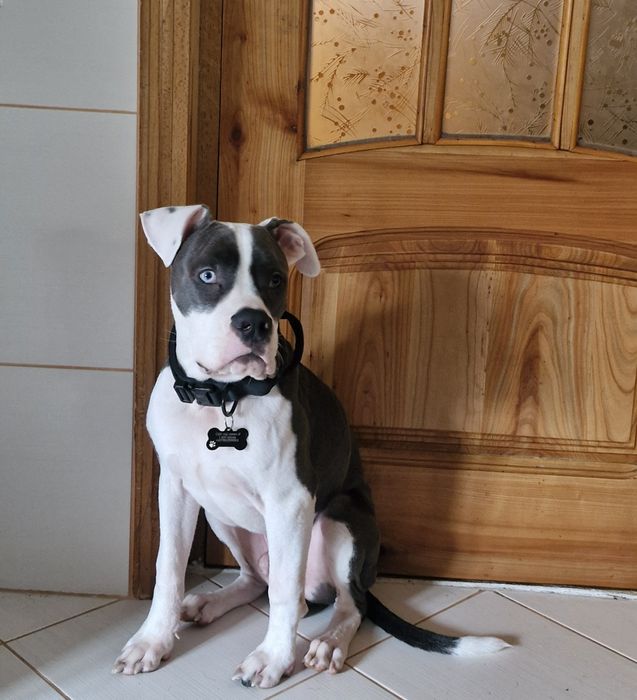 Dresaj canin- Psihologie canina