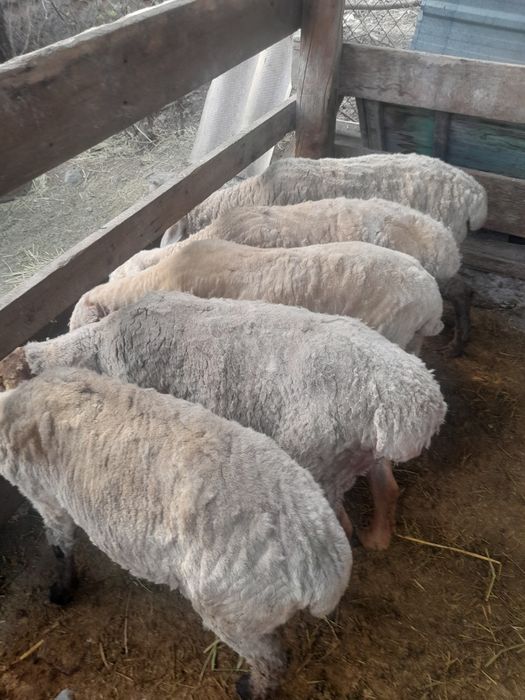 Тоқтылар сатылады