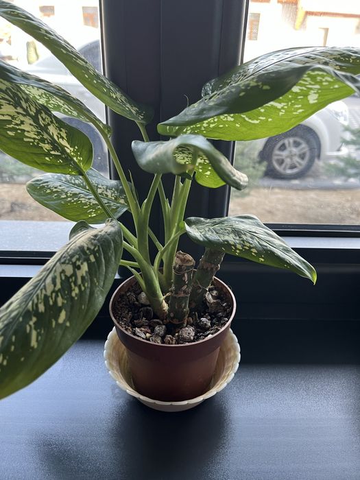 Продается дюффенбахия природный очиститель!