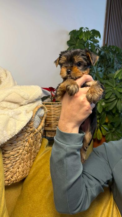 Мини Йоркширски Териер